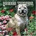 Border Terriers 2006 Calendar