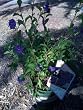 Potato Plant, One Gallon by Monrovia