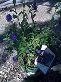 Potato Plant Potted One Gallon