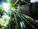 25 + GIANT MOSO BAMBOO SEEDS