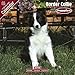 Border Collie Puppies 2009 Wall Calendar