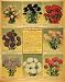 1929 Ad F. B. Mills Seed Grower Aster Flowers Gardening - Original Print Ad