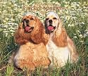 Cocker Spaniels, For the Love of 2008 Deluxe Wall Calendar (German, French, Spanish and English Edition)