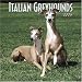 Italian Greyhounds 2006 Calendar