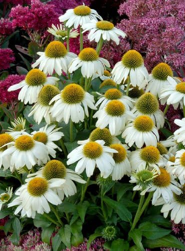 Heavenly Dream Coneflower Seeds Beautiful Summer Blooms Fresh