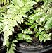 4-8 LIVE FRONDS KOREAN ROCK FERN PLANT polystichum tsus-simense