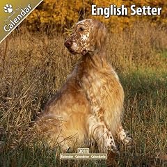 Kalender 2011 English Setter