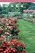 Roses (Plants & Gardens Series)