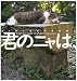 君のニャは、