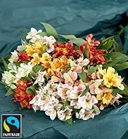 Flowers by Post - Fairtrade Alstroemeria