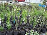 Althea Rose of Sharon Hibiscus syriacus 3 Gallon 2 Feet Tall Live Plant