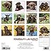 2016 Just Chocolate Lab Puppies Wall Calendar
