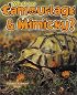 What are Camouflage and Mimicry? (The Science of Living Things)