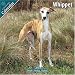Whippet 2010 Wall Calendar #10079-10