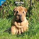 Shar Pei 2014 Wall Calendar