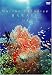 Marine Paradise Vol.1 ~�ϥ磻��~ [DVD]