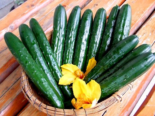永友さんちの愛情きゅうり 宮崎県産　超新鮮きゅうり「1ｋｇ」目安本数8～10本　収穫日に農家直送　九州,宮崎