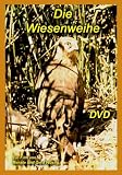 Die Wiesenweihe - 