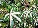 Tapioca Plant - Manihot - Tropical/House/Bonsai/Cassova