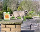 Silent Roar Lion Manure - Cat Repellant