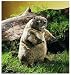 Folkmanis Groundhog Puppet