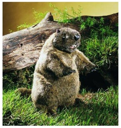 Groundhog Puppet