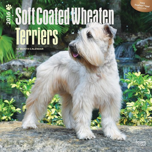 Wheaten Terriers, Soft Coated 2016 Square 12x12