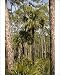 Photographic Prints of ROG-12093 Cabbage Palm in slash pine (Pinus elliottii) woodland, everglades from Ardea Wildlife Pets