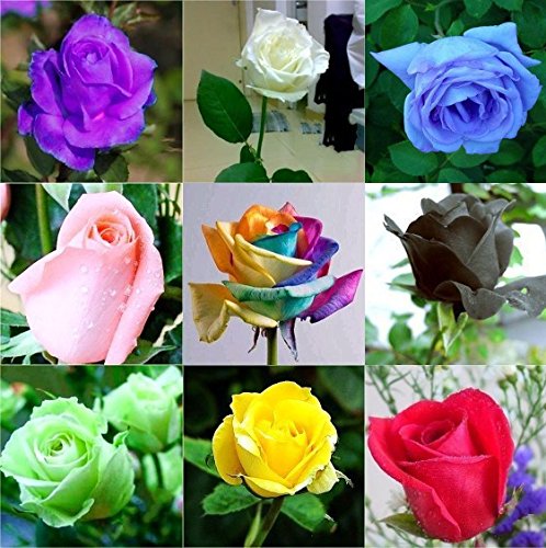 (Rose1-9 *Ambizu*) This Order Include 9 Packs Each Color 50 Seeds Chinese Rose Seeds - Rainbow Pink Black White Red Purple Green Blue Rose Seeds (Rose1-9 *Ambizu*) This Order Include 9 Packs Each Color 50 Seeds Chinese Rose Seeds - Rainbow Pink Black White Red Purple Green Blue Rose Seeds