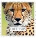 Books : Cheetahs (Let's Investigate) (Let's Investigate)