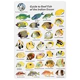 Indian Ocean Fish I.D. Card