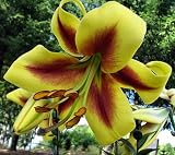 Amazon / Hirts: Bulb; Lily: Robert Swanson Oriental Lily 2 Bulbs