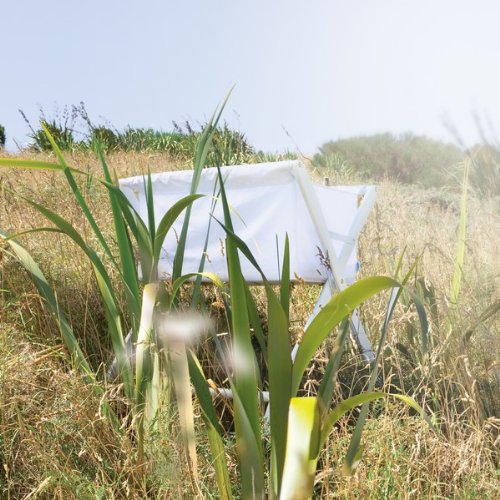 Cariboo Folding Bassinet, White