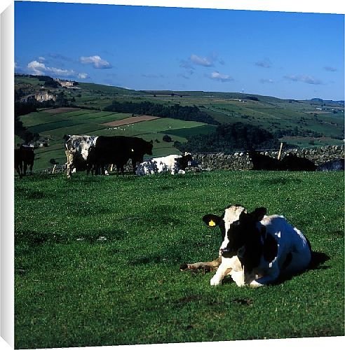 Canvas Prints of Flat Moor from Country Life 