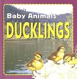 Ducklings (Baby Animals)