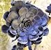 Desert Rose Cactus Mix 50 Seeds - Aeonium Mix