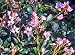 Pink Indian Hawthorn Plant Raphiolepsis Rosa Ballerina