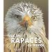 Tous les rapaces du monde