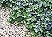 Thorndale English Ivy 48 Plants - Hardy Groundcover - 2 1/4