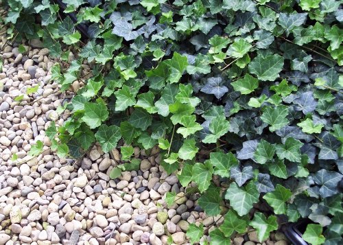 Thorndale English Ivy 48 Plants - Hardy Groundcover - 2 1/4