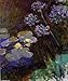 Hand Made Oil Reproduction - Claude Monet - 32 x 38 inches - Water-Lilies and Agapanthus