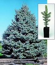 Colorado Blue Spruce (Single)