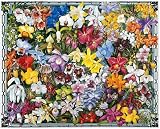 kids and infants educational toys item: Orchids 1000. Piece Jigsaw Puzzle by White Mountain Puzzles
