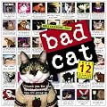 Bad Cat Wall Calendar 2007 (Wall Calendar)