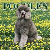 Poodles 2005 Wall Calendar