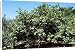 Canvas Prints of Kf-11744 Guava Tree from Ardea Wildlife Pets
