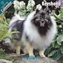 Keeshond 2010 Wall Calendar #10049-10
