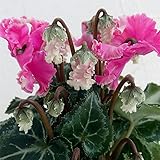 軽井沢育ちのガーデンシクラメン：ピポカ（パープル系）3.5号ポット 2株セット