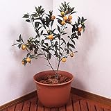 国華園 実つき金柑 ぷちまるＰ 接木3年生 【限定５０株】