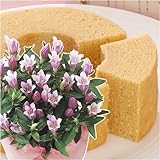 hV̓MtgǂisNjG{{܁uG{oEN[wvy͂912`15z